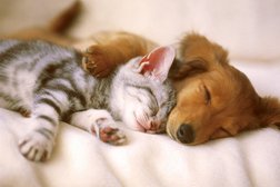 Центр ритуальных услуг для животных Ветритуалсервис, с рейтингом 2.7 - находится по адресу Красноярский край, пос. Элита, Озёрная улица, 1а 