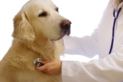 Ветеринарная клиника Айболит+, с рейтингом 2.7 - находится по адресу Омск, улица Ватутина, 1 