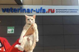 Ветеринарная клиника veterinar-ufa.ru, с рейтингом 3.4 - находится по адресу Республика Башкортостан, Уфа, бульвар Хадии Давлетшиной, 9 