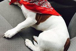 Казахстанский Кинологический Центр-Клуб Женiс, с рейтингом 2.8 - находится по адресу Алматы, Бухар Жырау бульвар, 62 