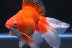 Зоомагазин и ветеринарная аптека "ЗООМАКС", с рейтингом 4.9 - находится по адресу Старый Оскол, улица Архитектора Бутовой, 9 