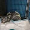 фото от пользователя Мария в отзыве о ветеринарной клинике Аист-вет на улице Твардовского Строгино