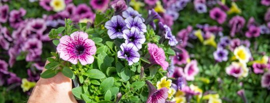 Рассада петунии 2026: когда сажать, как ухаживать, когда высаживать в открытый грунт