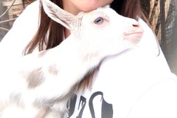 Ветеринарная клиника Белый кот и серый дог, с рейтингом 3.5 - находится по адресу Ханты-Мансийский автономный округ, Сургут, улица Мелик-Карамова, 28/1 