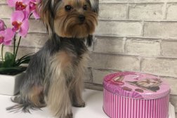 Салон красоты для животных Грумарт, с рейтингом 3.7 - находится по адресу Томск, Тверская улица, 14 